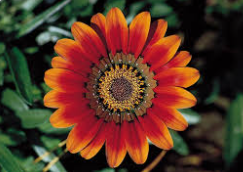 9d29c1f69af84ee0a48802aea9881f35.png?9d29c1f7-783d-4c96-806d-77eca21891c1